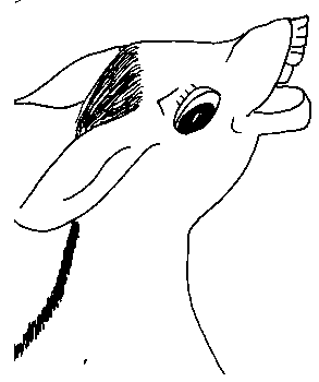 donkey